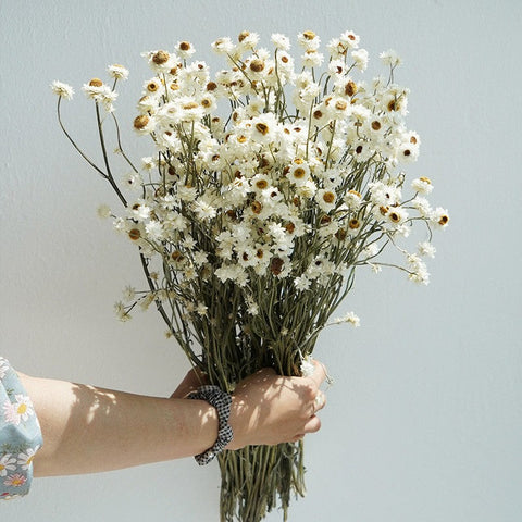 Flower Arrangements, Natural Dried Daisy Flower Bouquet, Natural Dried Daisy Flowers, A Bunch of Dried Daisy Flowers, Handmade Artificial Flowers for Home Decor-Silvia Home Craft