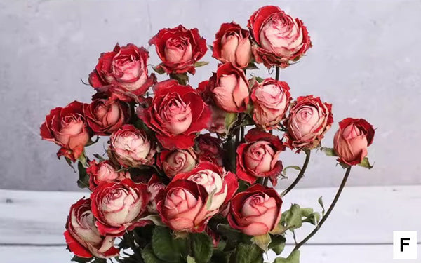 Red Yellow Purple Dried Rose Floral, Dried Rose Flower Bouquet, A Bouquet of Dried Rose Flowers, Natural Dried Rose Flower Bunches, A Bunch Dried Rose Flowers-Silvia Home Craft