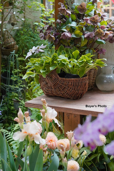 Large Picnic Food Basket with Handle, Natural Hand-woven Wicker Storage Basket, Natural Fruit Baskets, Kitchen Storage Baskets, Willow Weaving Baskets with Handle-Silvia Home Craft