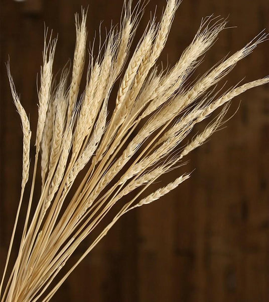 Bunch of Dried Wheat, Rustic Dried Floral Arrangement, Naturally Dried Plant-Silvia Home Craft