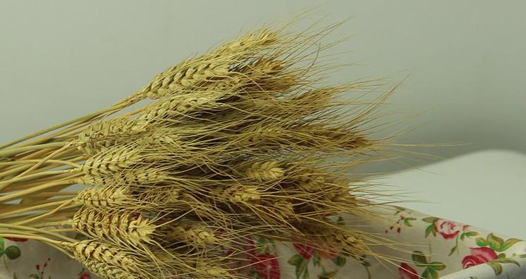 Rustic Dried Floral Arrangement, A Bunch of Dried Wheat, Dried Plant-Silvia Home Craft