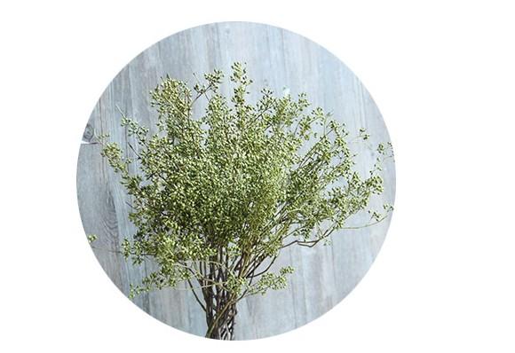 Dried Seek, Dried Flowers, Botanical Home Decor, Seed Stalks. Natural Greenery-Silvia Home Craft