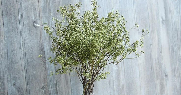 Dried Seek, Dried Flowers, Botanical Home Decor, Seed Stalks. Natural Greenery-Silvia Home Craft