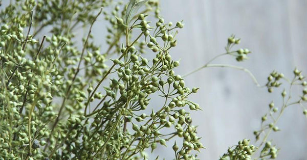 Dried Seek, Dried Flowers, Botanical Home Decor, Seed Stalks. Natural Greenery-Silvia Home Craft