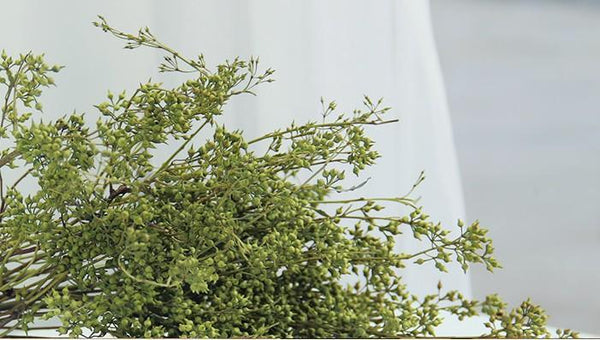 Dried Seek, Dried Flowers, Botanical Home Decor, Seed Stalks. Natural Greenery-Silvia Home Craft