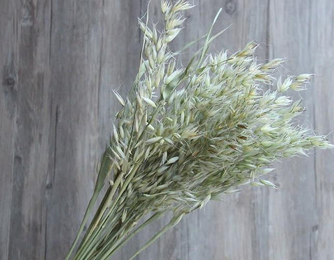 Dried Avena Green Oats, Grass Bundle, Dried Leaf, Dried floral arrangement, natural dried plant, grass bouquet-Silvia Home Craft