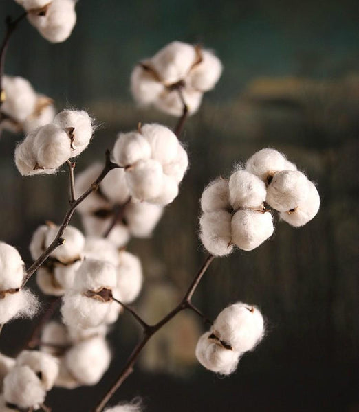 Dried Cotton Stalks, Cotton Stalks, Dried Decor, Natural Decorations, Cotton Flower-Silvia Home Craft