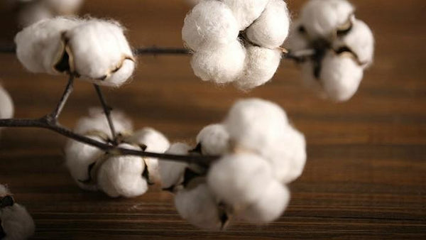 Dried Cotton Stalks, Cotton Stalks, Dried Decor, Natural Decorations, Cotton Flower-Silvia Home Craft