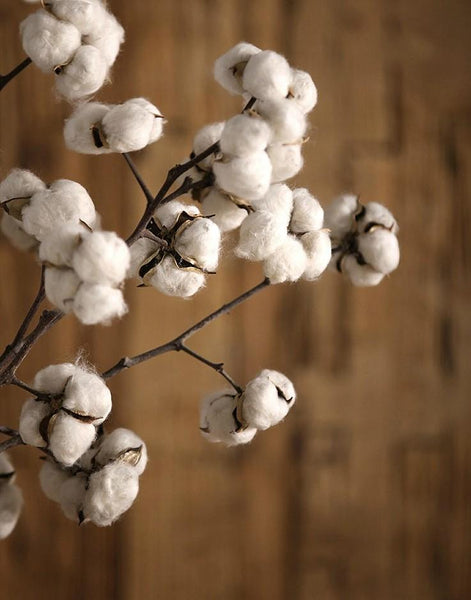 Dried Cotton Stalks, Cotton Stalks, Dried Decor, Natural Decorations, Cotton Flower-Silvia Home Craft