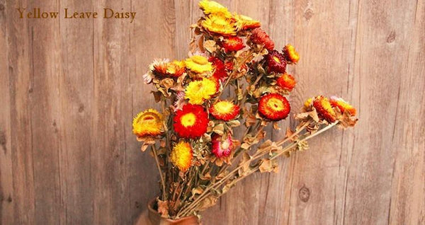 A Bunch Dried Daisy Flowers, Natural Dried Flower Arrangements, Dried Floral, Bulk Flowers-Silvia Home Craft