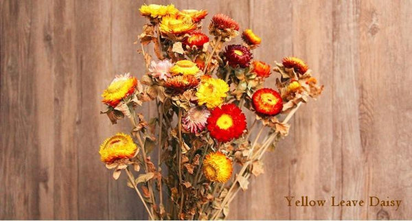 A Bunch Dried Daisy Flowers, Natural Dried Flower Arrangements, Dried Floral, Bulk Flowers-Silvia Home Craft